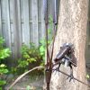 IJsvogel op pen - Afbeelding 2
