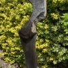 Torso - Afbeelding 2