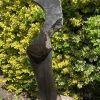Torso - Afbeelding 6